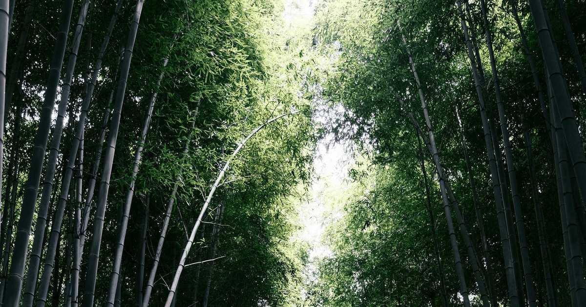 Bambu Ağacı Nedir? Kullanım Alanları ve Özellikleri Nelerdir?